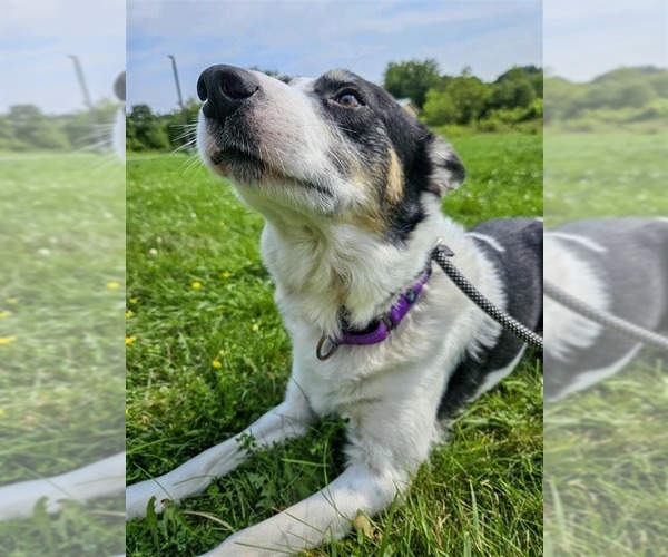 Medium Photo #3 Border Collie-Unknown Mix Puppy For Sale in Gloversville, NY, USA