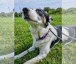 Small #2 Border Collie Mix