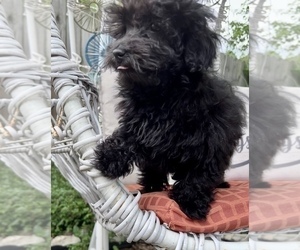 ShihPoo Puppy for sale in SOUTH ORANGE, NJ, USA