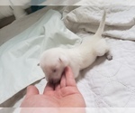 Small Photo #70 Labrador Retriever Puppy For Sale in NEW LENOX, IL, USA