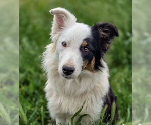 Border Collie-Unknown Mix Dogs for adoption in Sandy, UT, USA