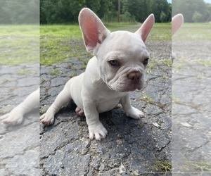 French Bulldog Puppy for sale in ROMULUS, MI, USA