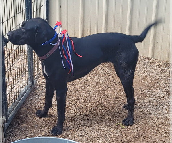 Medium Photo #2 Labrador Retriever-Unknown Mix Puppy For Sale in Stover, MO, USA