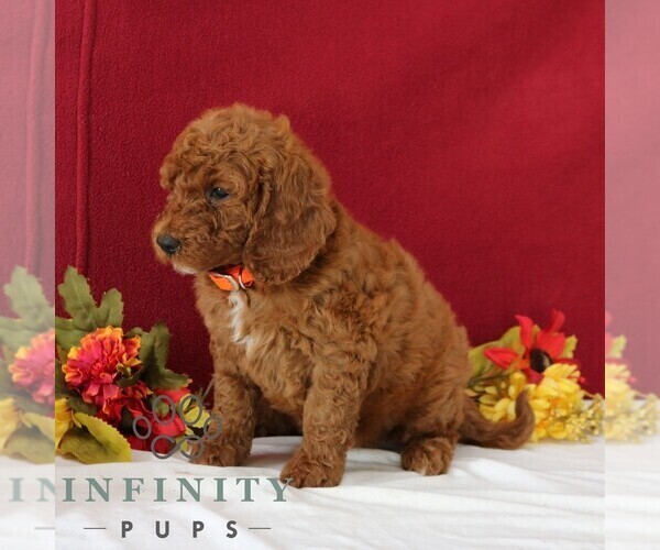 Medium Photo #4 Goldendoodle Puppy For Sale in GORDONVILLE, PA, USA