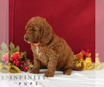 Small #3 Goldendoodle