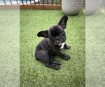 Litter of 5 - Female French BulldogLitter of Puppies for Sale - Photo #16