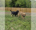 Small #2 Beagle-German Shepherd Dog Mix