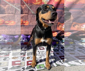 Chongers - Male Rotterman Dog for Adoption - Photo #2