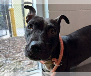 Staffordshire Bull Terrier-Unknown Mix Dogs for adoption in Tavares, FL, USA