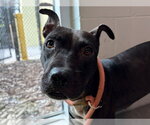 Small Staffordshire Bull Terrier Mix