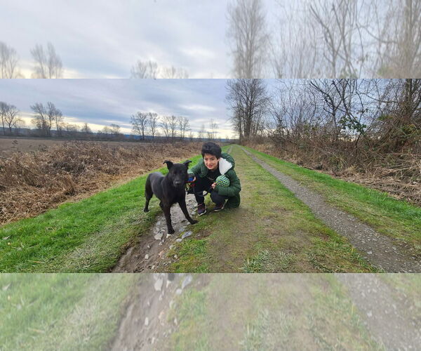 Medium Photo #4 German Shepherd Dog-pomeranian spitz Mix Puppy For Sale in Arlington, WA, USA