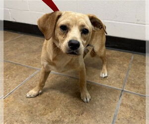 Chihuahua Dogs for adoption in San Bernardino, CA, USA