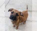 Small German Shepherd Dog Mix