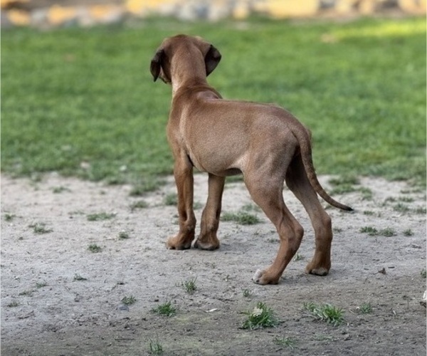 Medium Photo #6 Labrador Retriever-Rhodesian Ridgeback Mix Puppy For Sale in FRESNO, CA, USA