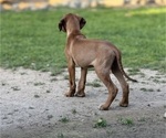 Small #5 Labrador Retriever-Rhodesian Ridgeback Mix