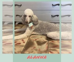 Mother of the Poodle (Standard) puppies born on 01/31/2023