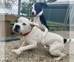 Small #5 American Bulldog Mix