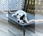 Small #1 American Bulldog