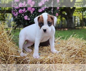 Boxer Puppy for sale in SHILOH, OH, USA