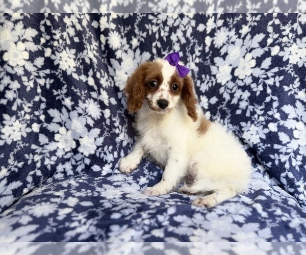 Medium Photo #2 Cavapoo (Miniature) Puppy For Sale in LAKELAND, FL, USA