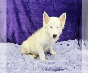 Siberian Husky Puppy for sale in SANDY HOOK, KY, USA