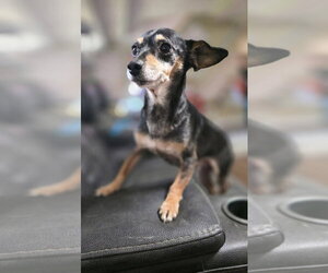 Chiweenie Dogs for adoption in Aurora, IN, USA