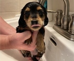 Small Photo #8 Dachshund Puppy For Sale in MECHANICSVILLE, VA, USA