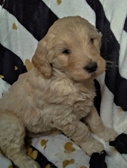 Goldendoodle Puppy for sale in BELLEVILLE, PA, USA