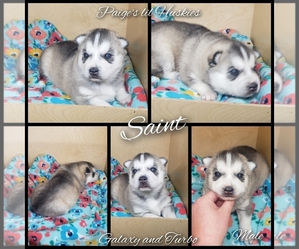 Full screen Photo #2 Siberian Husky Puppy For Sale in BLOOMFIELD, IN, USA