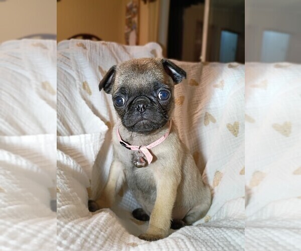 Medium Photo #1 Pug Puppy For Sale in SAINT PAUL, MN, USA