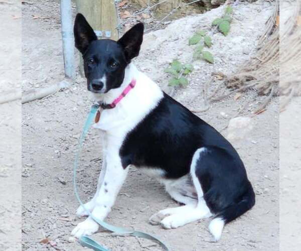 Medium Photo #4 Mutt Puppy For Sale in Paso Robles, CA, USA