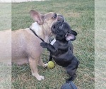 Small Photo #1 French Bulldog Puppy For Sale in MIDVALE, UT, USA