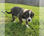 Small #1 Australian Shepherd-Great Pyrenees Mix