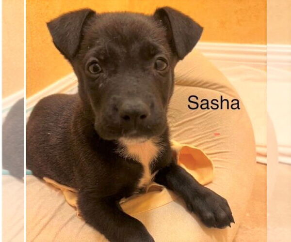 Medium Photo #3 Mutt Puppy For Sale in Oceanside, CA, USA