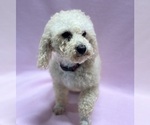 Small Photo #1 Poodle (Miniature) Puppy For Sale in DUNDEE, OH, USA
