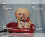Small Photo #16 Poodle (Toy) Puppy For Sale in SANGER, TX, USA
