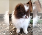 Small #2 Pomeranian