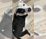 Small Photo #2 Mutt Puppy For Sale in Miami, FL, USA