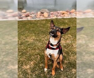 German Shepherd Dog-Unknown Mix Dogs for adoption in Salt Lake City, UT, USA