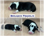 Puppy Benji Franklin Pembroke Welsh Corgi