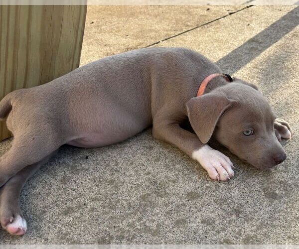 Medium Photo #4 American Staffordshire Terrier-Unknown Mix Puppy For Sale in Brewster, NY, USA