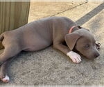 Small #3 American Staffordshire Terrier Mix