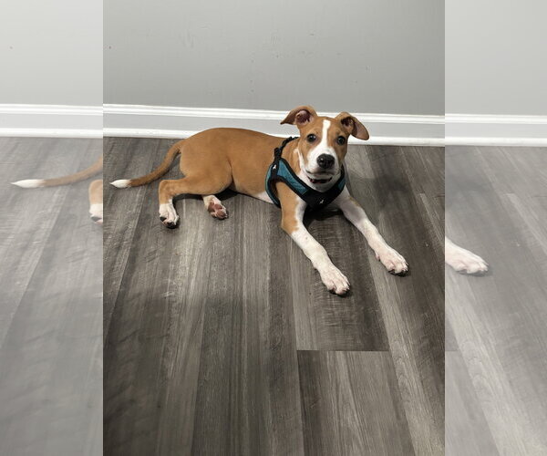 Medium Photo #3 American Staffordshire Terrier-Unknown Mix Puppy For Sale in Holly Springs, NC, USA