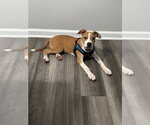 Small #2 American Staffordshire Terrier Mix