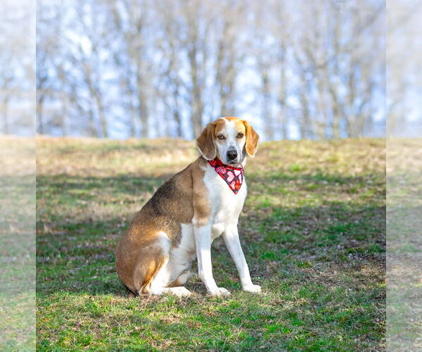 Medium Photo #2 Mutt Puppy For Sale in Unionville, PA, USA