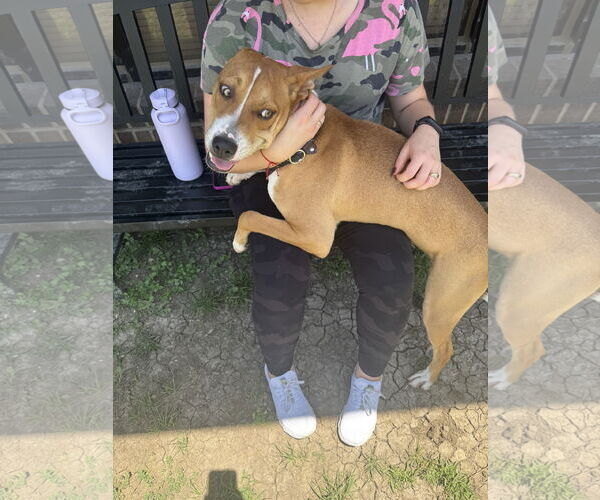 Medium Photo #3 Basenji-Unknown Mix Puppy For Sale in Rowlett, TX, USA