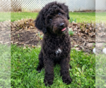 Small #5 Poodle (Miniature)-Wheaten Terrier Mix