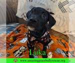 Small #6 Bulldog-Labrador Retriever Mix