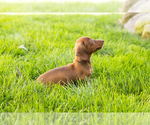 Small #9 Dachshund