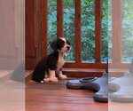 Small Photo #4 Dachshund-Unknown Mix Puppy For Sale in Holly Springs, NC, USA